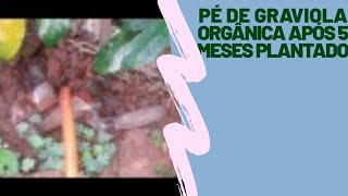 pé de Graviola orgânica após 5 meses plantado [upl. by Airamalegna]