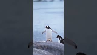 Gentoo Penguins of the Antarctic Peninsula 🐧🌌 shorts animals [upl. by Pontone139]