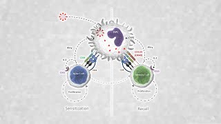 Capabilities of the OX40 assay to determine specific SARSCoV2 T cell responses [upl. by Eirojram624]