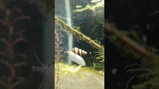 Anentome helenaassassin snail babylandsnail snailaquariumaquascapefish plantsnatureshuker [upl. by Gastineau]