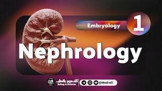 Renal Embryology Key Embryological Derivatives Explained  Medroll ft Dr TBSTB [upl. by Woermer217]