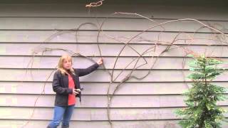 June 2013 Sengas Vlog  How to Prune Kiwi Vines [upl. by Anastasius]