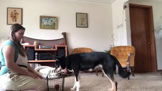 Train Lapponian Herder to Put Toys Away [upl. by O'Doneven]