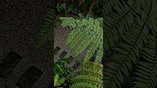 Tropical Garden Ideas from my backyard tropicalgarden houseplants gardening [upl. by Hahsi]