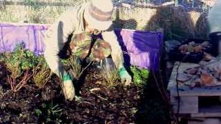 Growing and maintaining Blueberries and Bilberries in ericaceous compost Acid Compost [upl. by Notxarb]