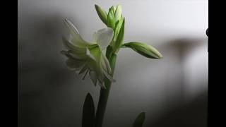 White Amaryllis Flower Time Lapse One Frame Every 3 Minuets [upl. by Enohpets]