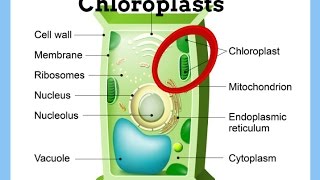 ChloroplastsDefinitionFunctionStructure [upl. by Adolphus]