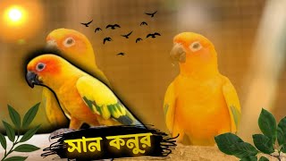 সান কনুর পাখি নিয়ে বিস্তারিত আলোচনা । খাদ্য পরিবেশ বাসস্থান । Facts about Sun conure bird [upl. by Yzeerb]