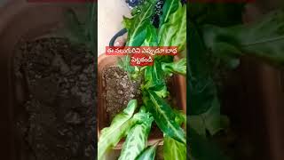 నీ తల్లినీ చెల్లినీ భార్యనీ కూతురినిSD vlogs and sd plantssubscribeyoutubeshortslikecomment [upl. by Christina217]