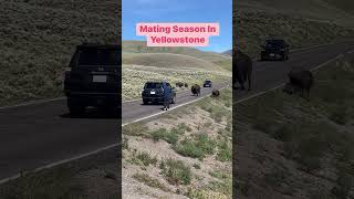 Dumb Ways to Die in Yellowstone National Park yellowstonenationalpark [upl. by Bathelda835]