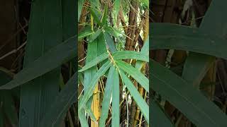 Bambusa vulgaris FamilyPoaceae known as bamboo ever green perennial flowering plant [upl. by Monahon439]