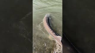 MASSIVE STURGEON Fishing sturgeon rivermonsters river fishing [upl. by Mairim561]