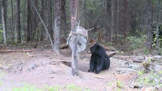 CHASSE ET PÊCHE AU MAX\ BEAR HUNTINGCHASSE À LOURS [upl. by Anidnamra925]