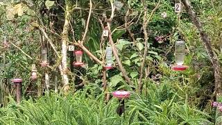 Hummingbird Garden Alambi Reserve District of Quito Ecuador [upl. by Buzzell863]