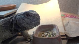 King Tut my Egyptian Uromastyx Eating Dried Beans [upl. by Norrek259]