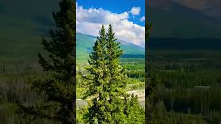 Kananaskis Village Kananaskis Alberta shorts canada [upl. by Idyh477]