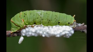 Какие паразитоиды Apanteles Braconidae вывелись из коконов на лебеде Chenopodium энтомология [upl. by Sajet478]