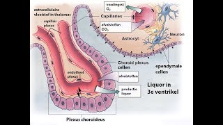 De bloedliquorbarrière [upl. by Ihcalam]