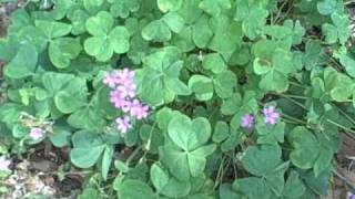 EatTheWeeds Episode 67 Oxalis Wood Sorrel [upl. by Hutchings]