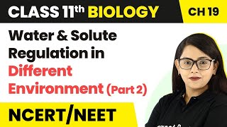 Water and Solute Regulation in Different Environment  Class 11 Biology Chapter 19  NCERTNEET [upl. by Adnilab793]