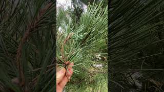 Сосна чорна або австрійська  Pinus nigra  ліс nature [upl. by Tonl]