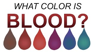 What Color is Blood REALLY 6 min version [upl. by Philipines868]