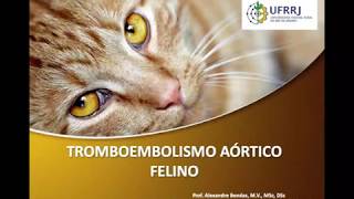 Tromboembolismo arterial felino [upl. by Isabella]