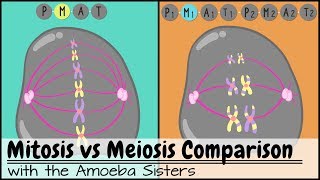 Mitosis vs Meiosis Side by Side Comparison [upl. by Amein]