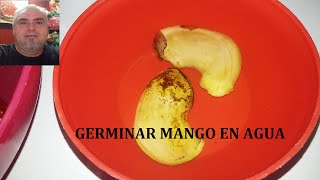 GERMINAR MANGO EN AGUA [upl. by Dwyer189]