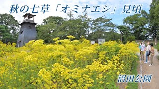 秋もすぐそこ。秋の七草『オミナエシ』咲き誇る沼田公園 [upl. by Nuhsed787]