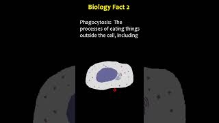 Biology Facts  Phagocytosis  Microglia [upl. by Templia375]