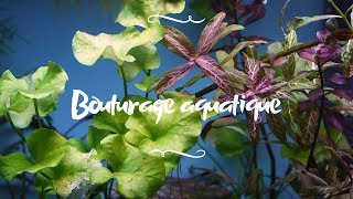 Multiplication bouturage de plantes aquatiques mode demploi [upl. by Rotceh]