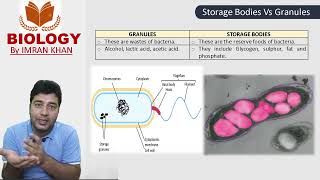 Inclusions in Bacteria Storage Bodies Granules [upl. by Kcirdnekal]