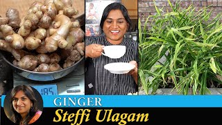 How to grow Ginger in Tamil  Steffi Ulagam [upl. by Nnairahs]