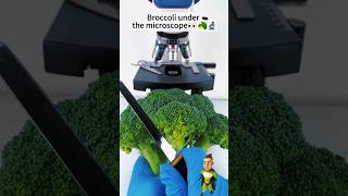 You never seen❗🙄Broccolis Microscopic view 🤯 shortvideo science experiment microscopic [upl. by Enalahs]