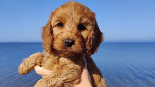 Se de skønne cockerdoodle hvalpe på strand tur 😍🐶🏖️ [upl. by Manley]