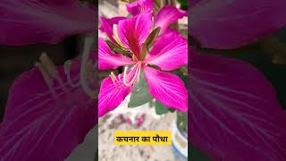 कचनार का पौधा  Kachnar Plant  gardening viralvideo shortvideo shortsvideo youtubeshorts [upl. by Powe260]