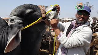 BRAHMAN BULL IN LAHORE COW MANDI PAKISTAN for BAKRA EID 2019 [upl. by Retsub352]