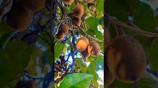 Kiwi 🥝 🥝🥝 kiwi kiwifruit kiwiplant farming [upl. by Gorman933]