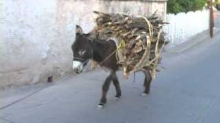 EL BURRO PEDORRO DE BACERAC wmv [upl. by Taka]