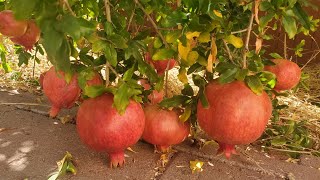 Growing Desertnyi Parfianka and Eversweet Pomegranate in California Zone 9B [upl. by Ennairak]