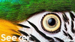 How Eyes Evolved to See the World Differently [upl. by Ahsitauq]