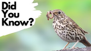 Things you need to know about SONG THRUSHES [upl. by Yessej889]