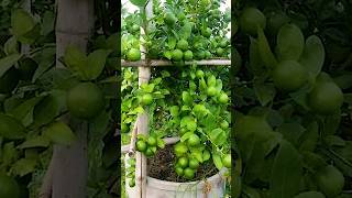 🌿How grow Lemon tree great idea to propagate Lemon tree by air layering using a Carrot🥕 lemontree [upl. by Nnyluqcaj]