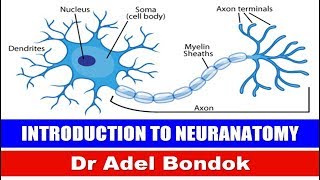 Introduction to Neuroanatomy Ventricular System and CSF Dr Adel Bondok [upl. by Alon]