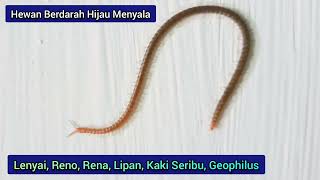 HEWAN BERDARAH HIJAU MENYALA 🐛 Kaki Seribu 🐛 Lenyai 🐛 Lipan 🐛 Reno 🐛 Awas Masuk Telinga 👂 Geophilus [upl. by Fin]