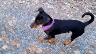 Deutscher Pinscher Buddy 6 Monate Walderlebnispfad im Guttenberger Forst Teil 3 [upl. by Aohk430]