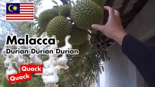 Malacca Tour  Day 3  Durian Feast [upl. by Falda]