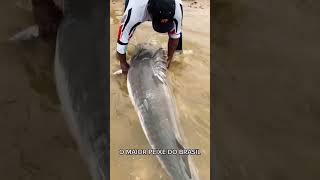 A gigante Piraíba da Amazônia amazonas aventura pescaesportiva pescador shorts [upl. by Mitchiner355]