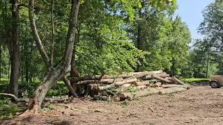 Harvesting timber after gypsy moth kill [upl. by Butch923]